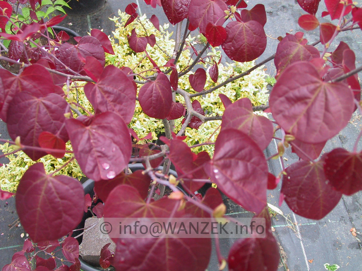 Cercis canadensis Forest Pansy 09.JPG